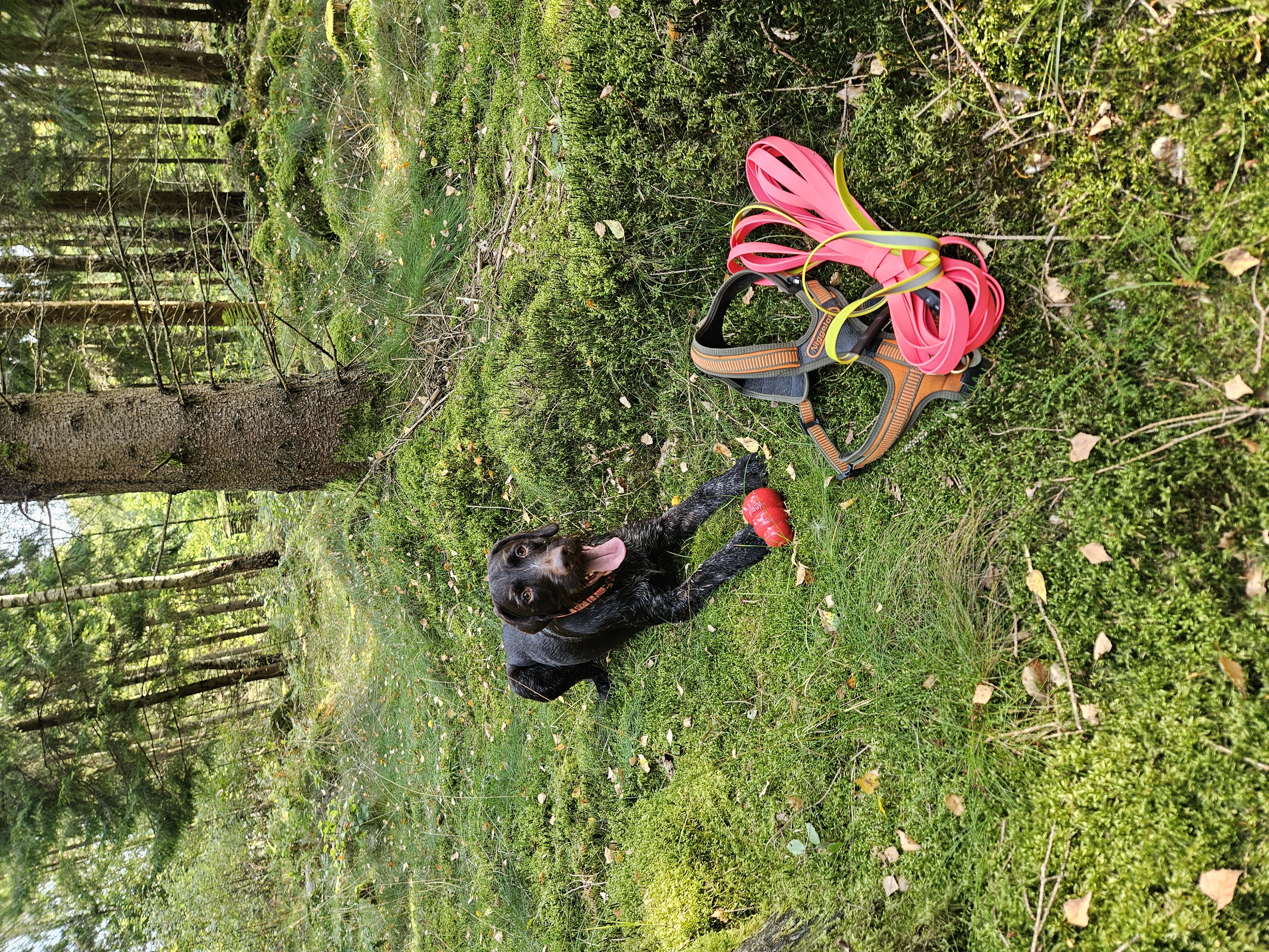 Kom igång - Viltspår