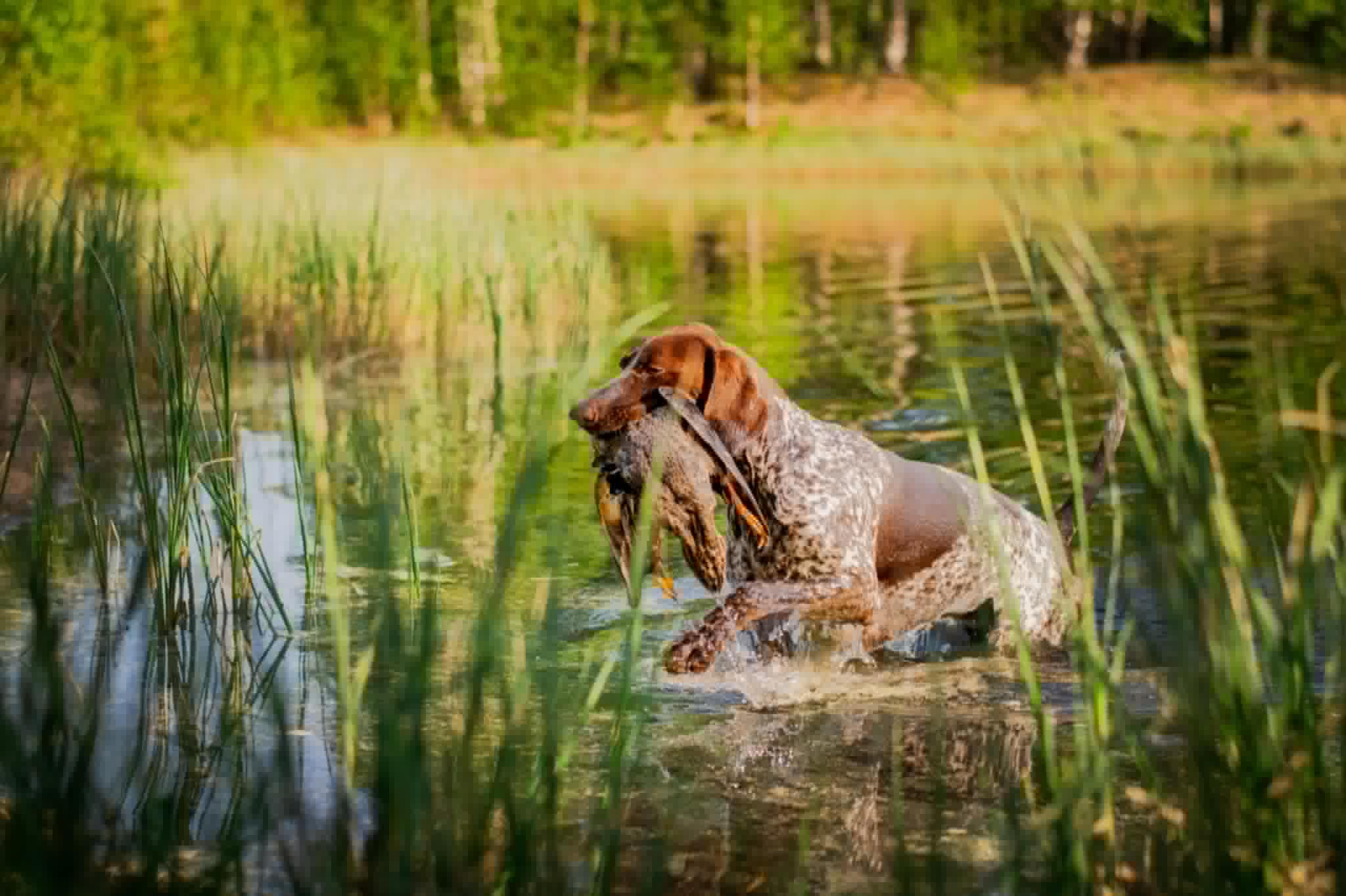 Ändring av provdatum eftersöksgrenarna Bjärtrå