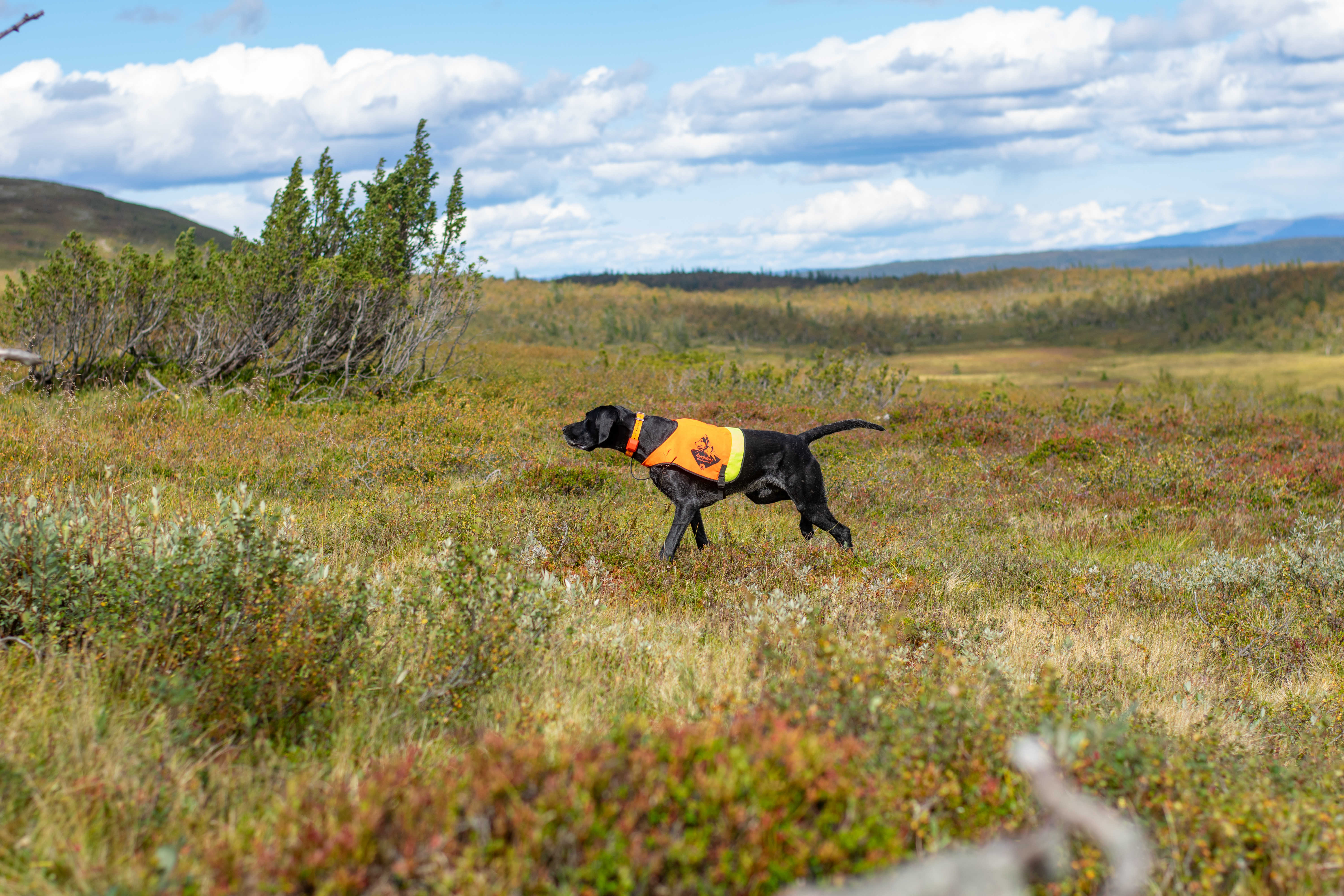Fjällprov vid Stora Blåsjön 28-29 september. Funktionärsprov 27e september.