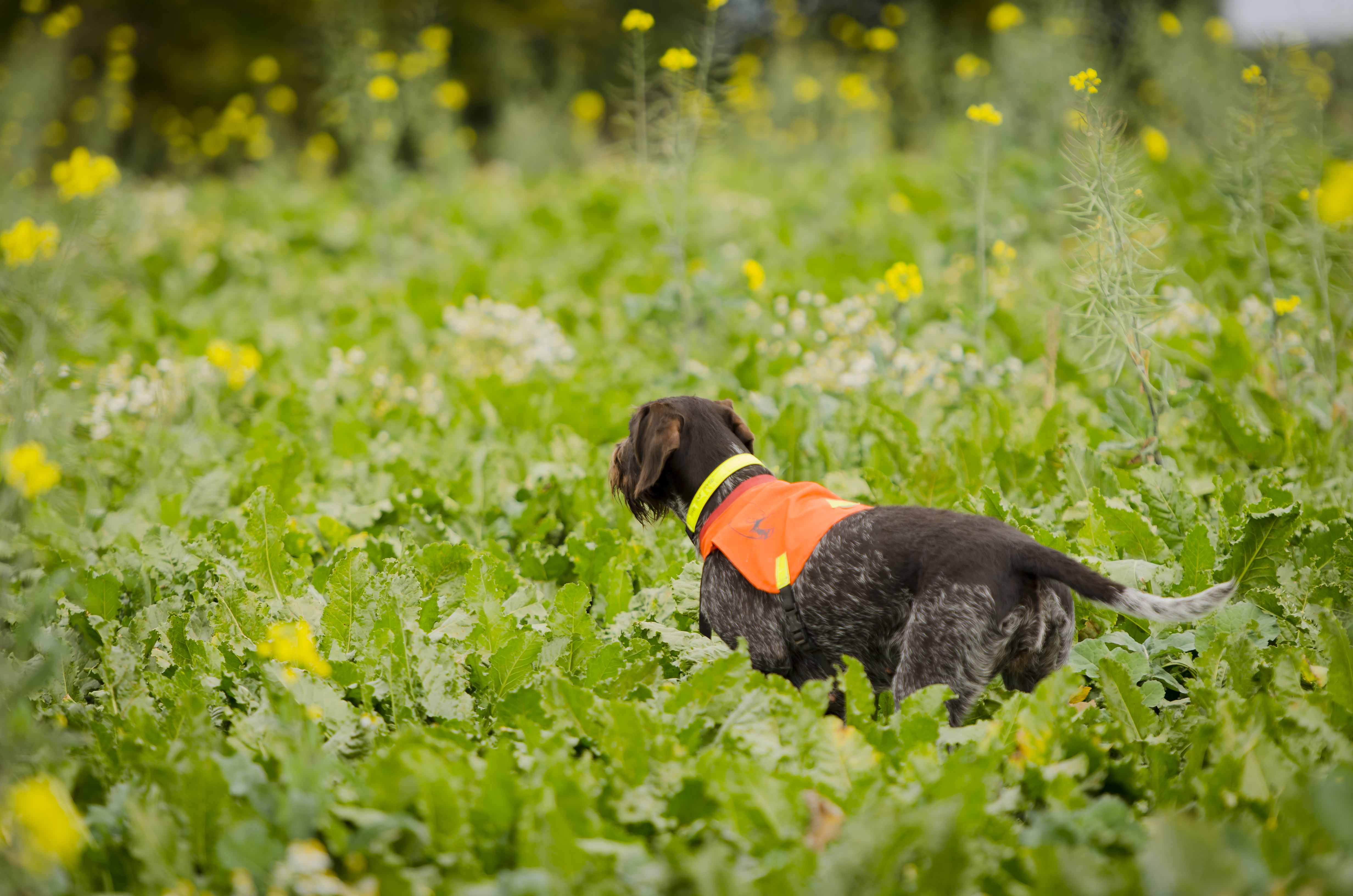Skåneprovet & Frisks prov 11-12 oktober