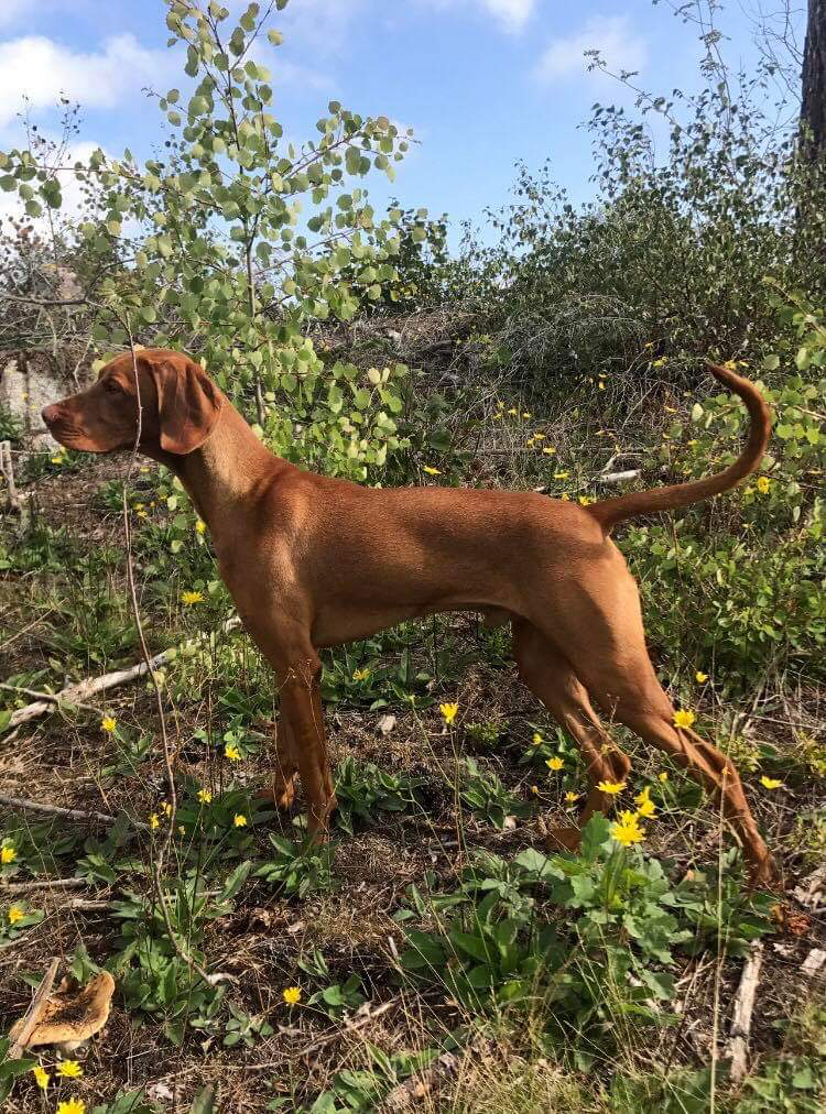 Utställning SVK Östra i Nykvarn