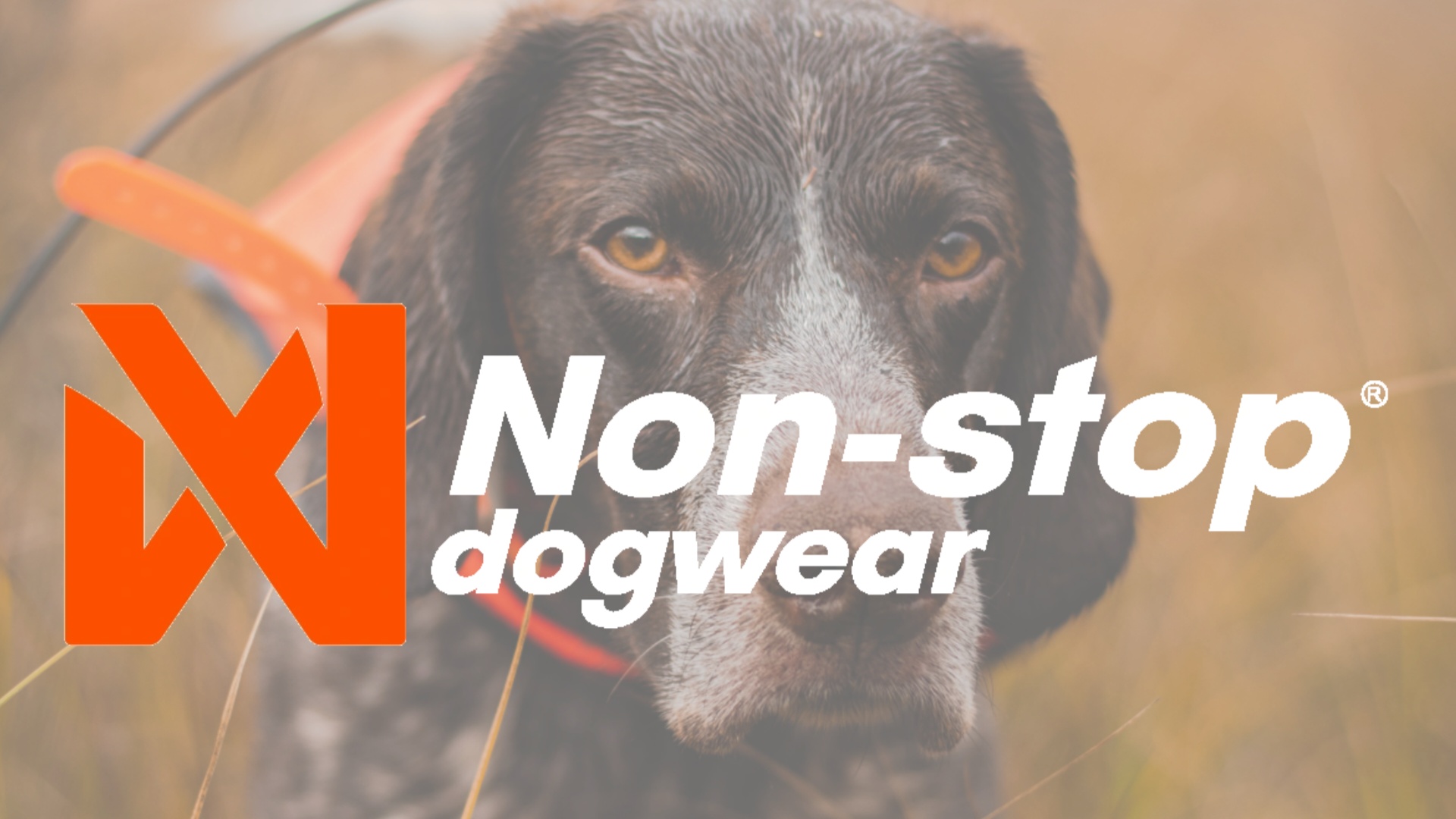 Non-Stop Dogwear sponsrar vårt lotteri!