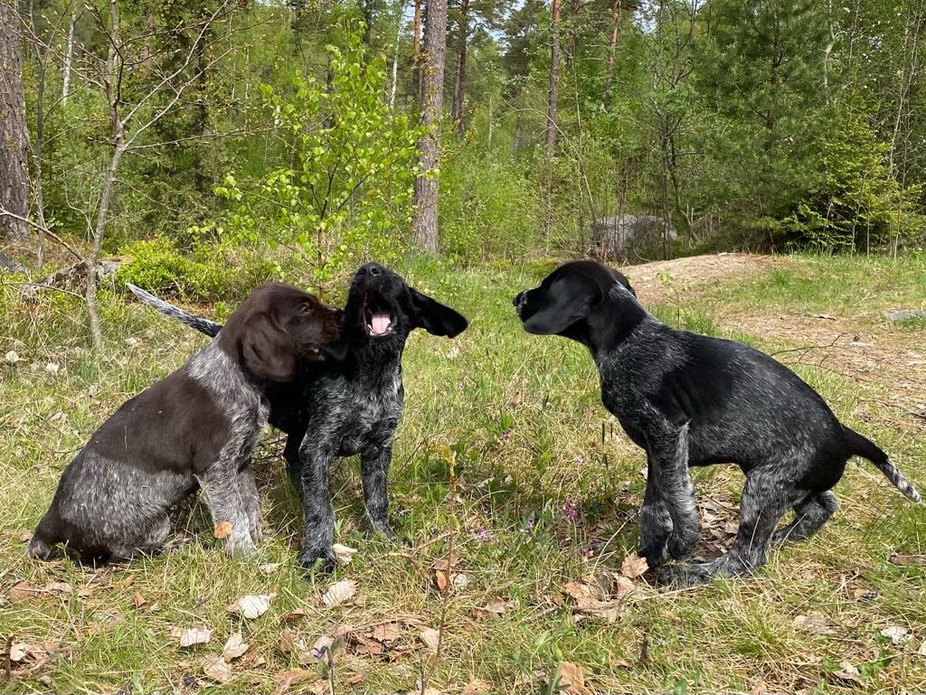 Årsmöte 15 mars -26