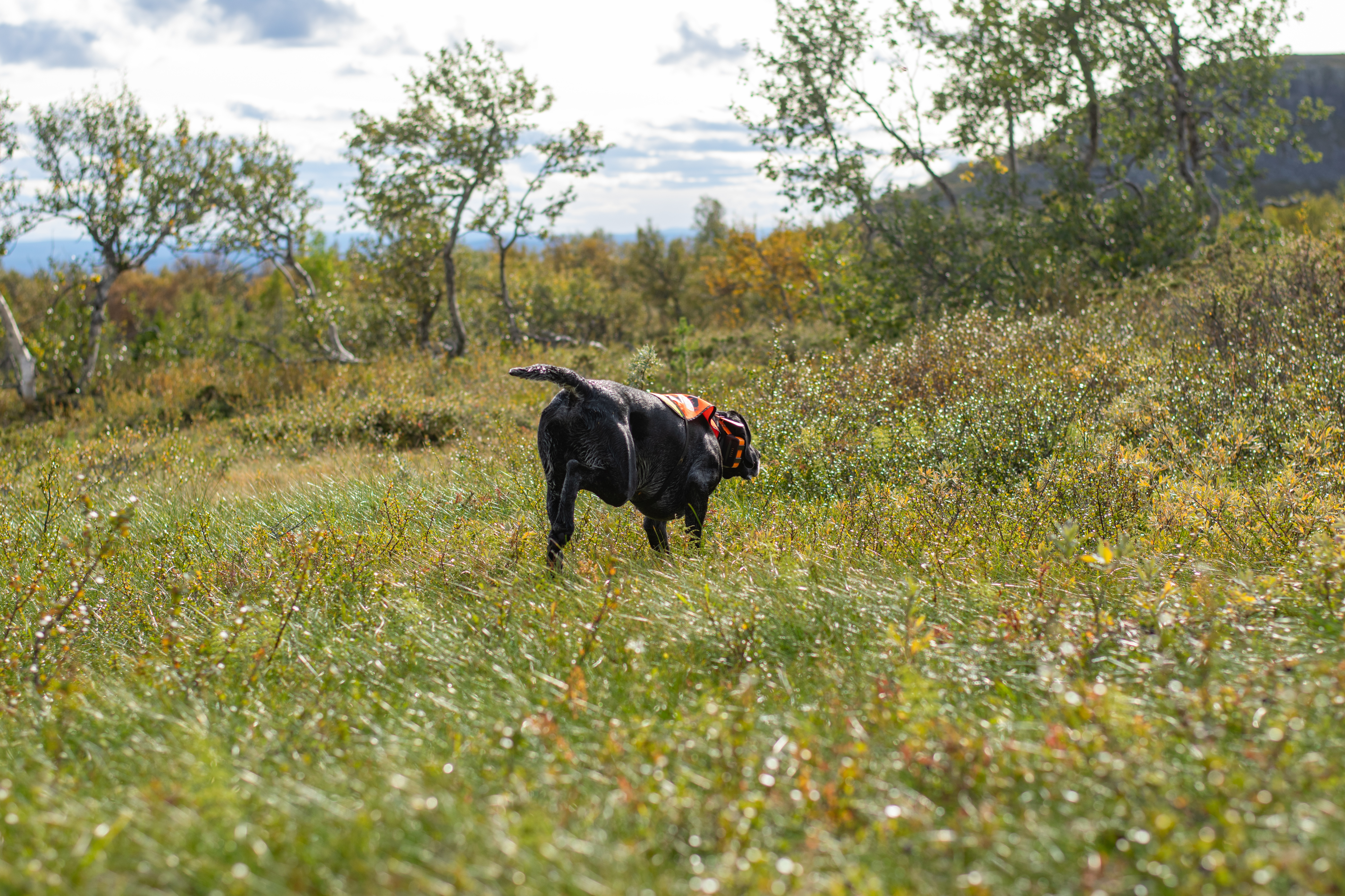 Fjällprov 4-5 okt i Mittådalen