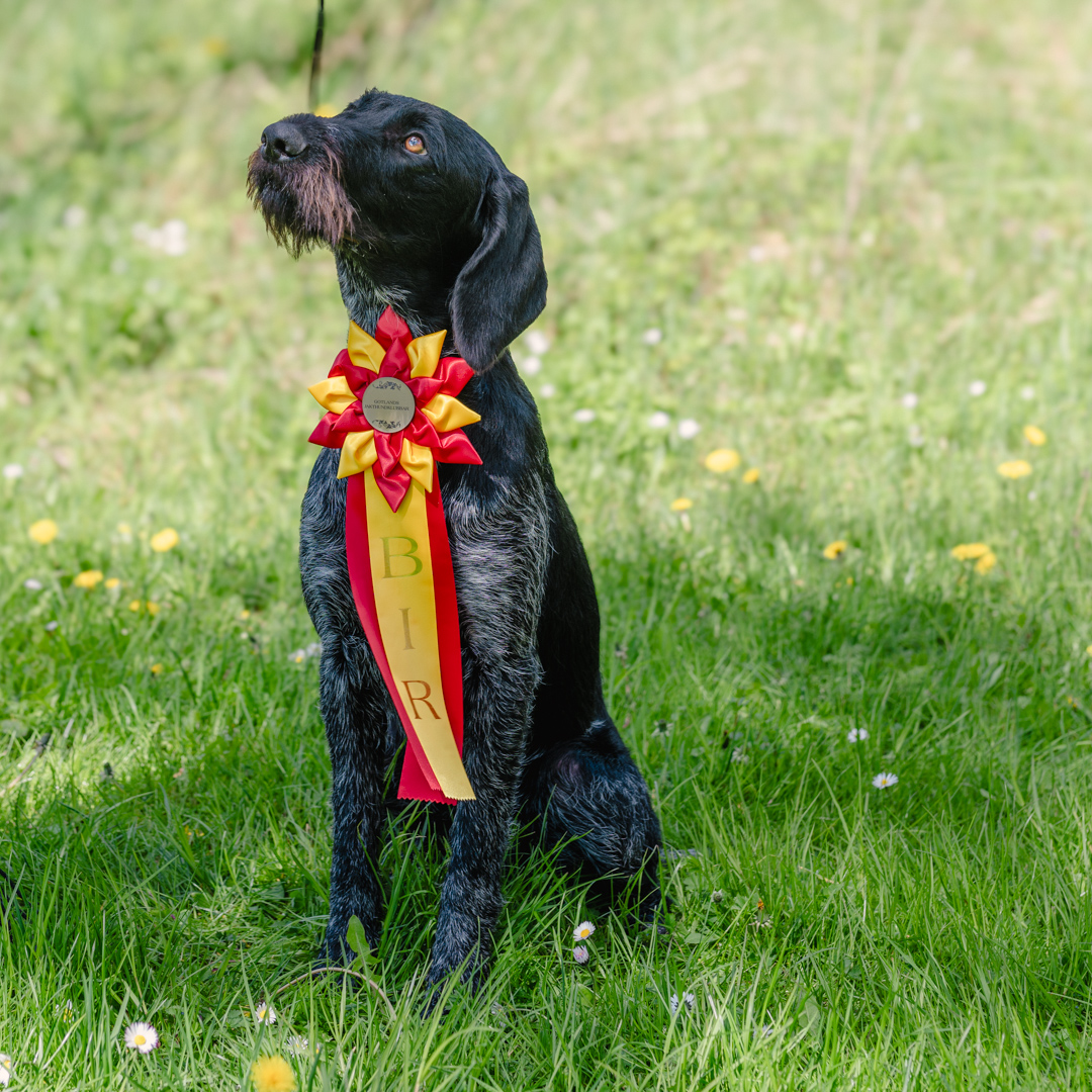 Jakthundsutställning 2026
