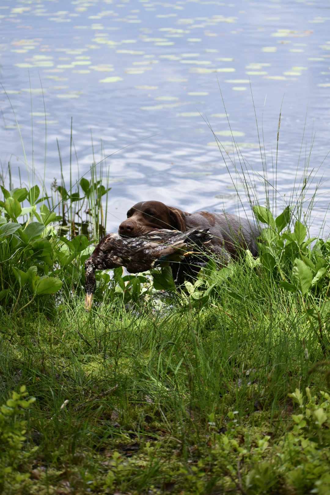 Eftersöksprov Ljuder
