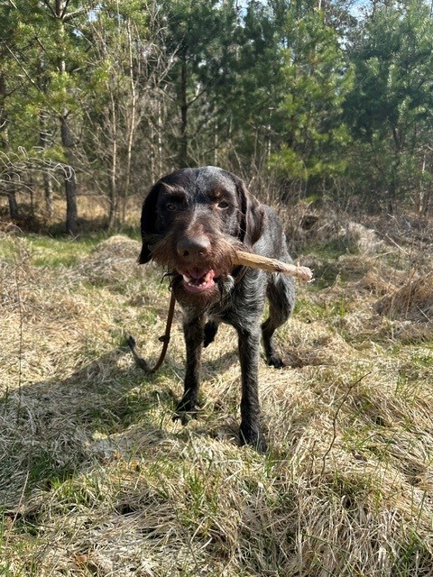 Välkomna att anmäla er till våra ordinarie viltspårprov 2026