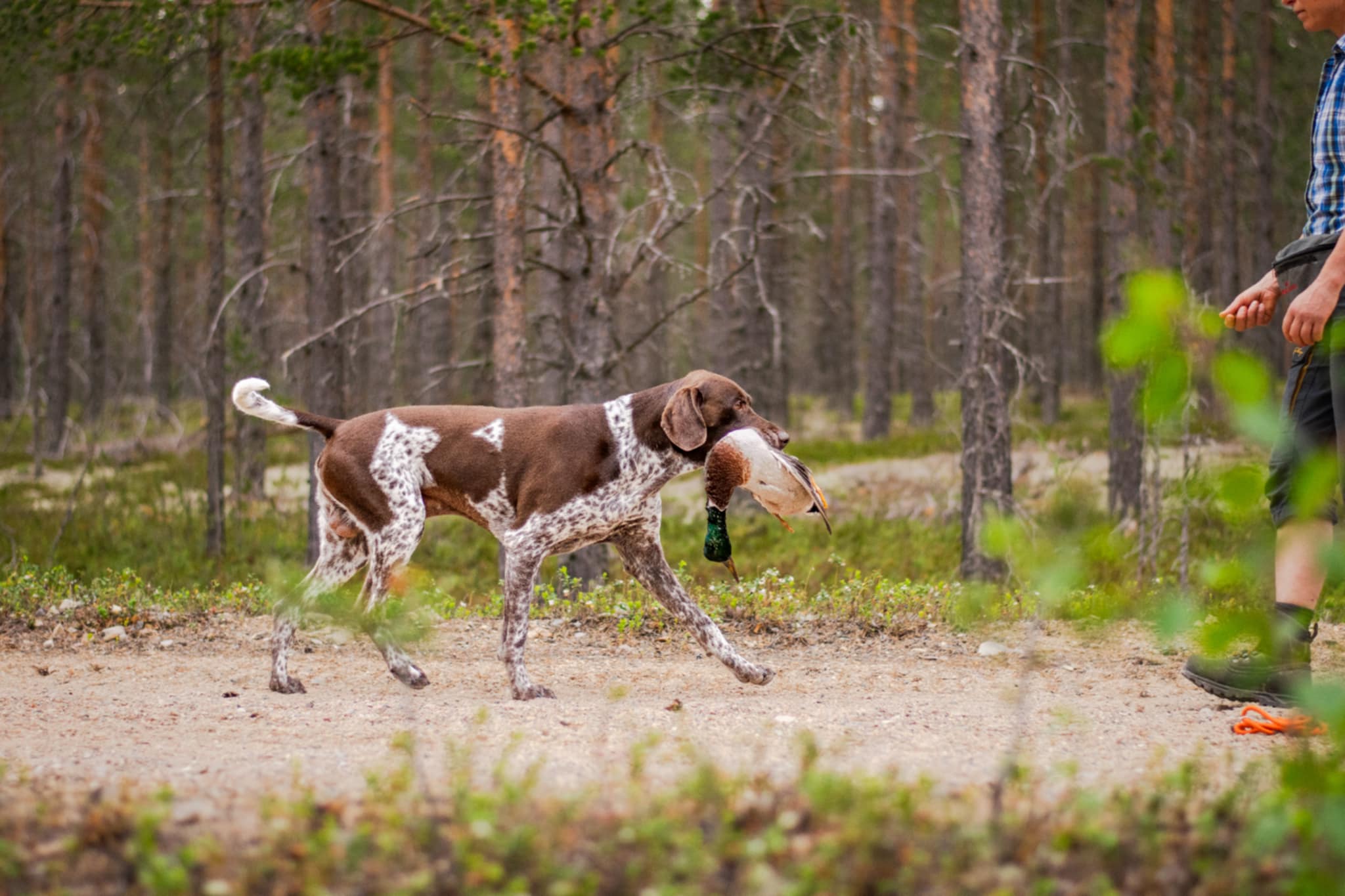 Förlängd anmälningstid till eftersöksprovet i Bjärtrå 
