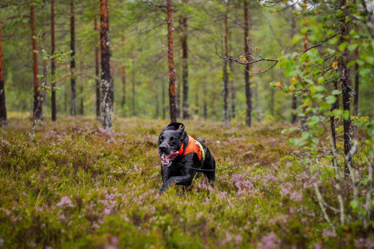 Jaktprov Blåsjön inställt. Ersättningsprov i Fåker