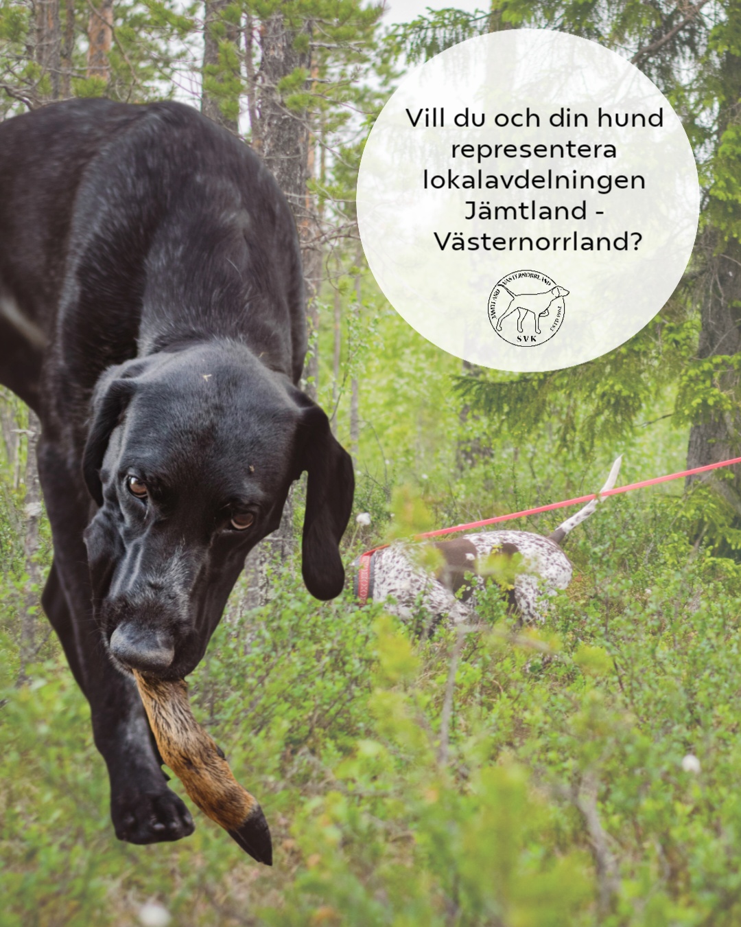 Uttagning till Viltspårmästaren 2025