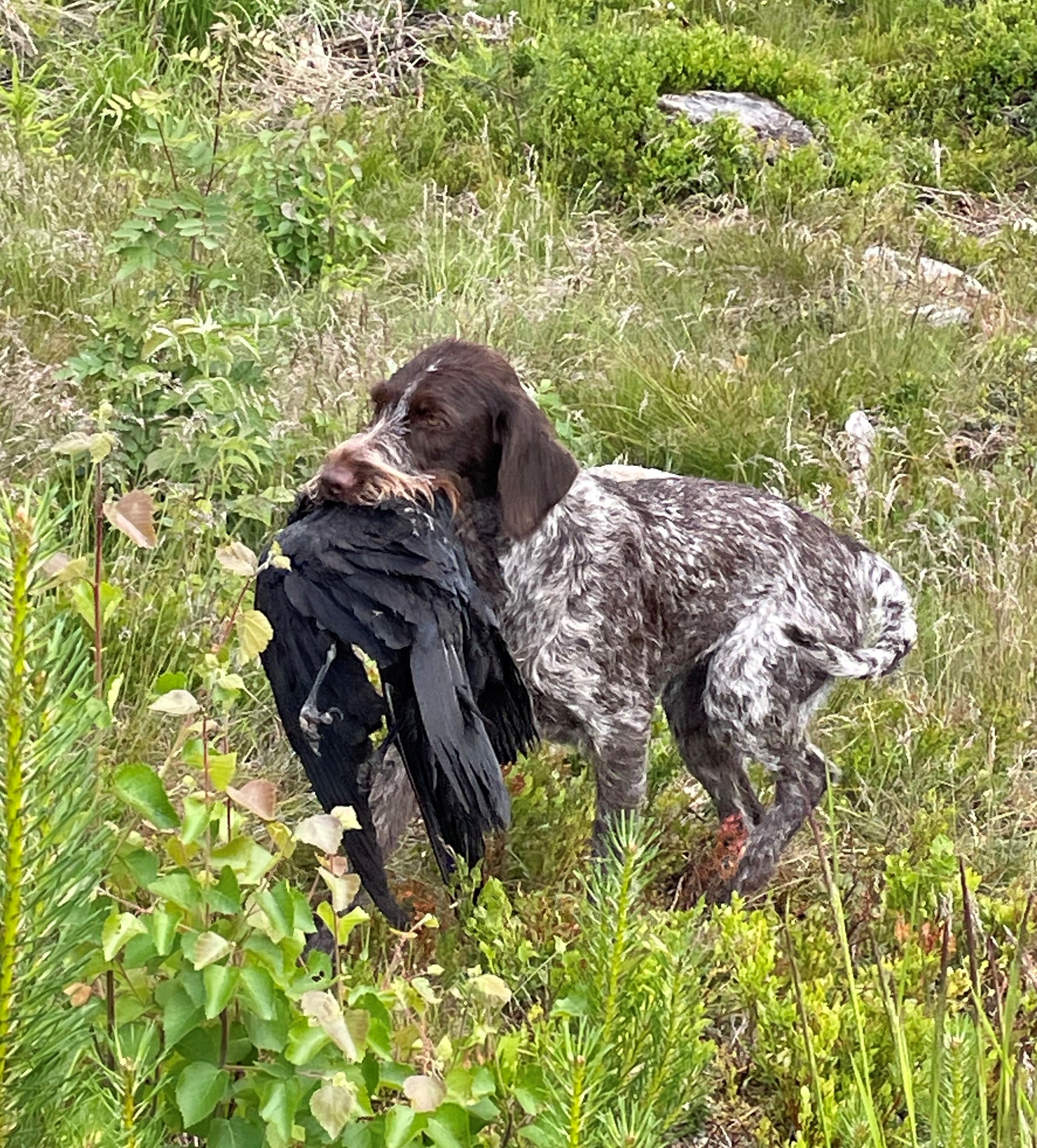 Våra prov på SKK Start 