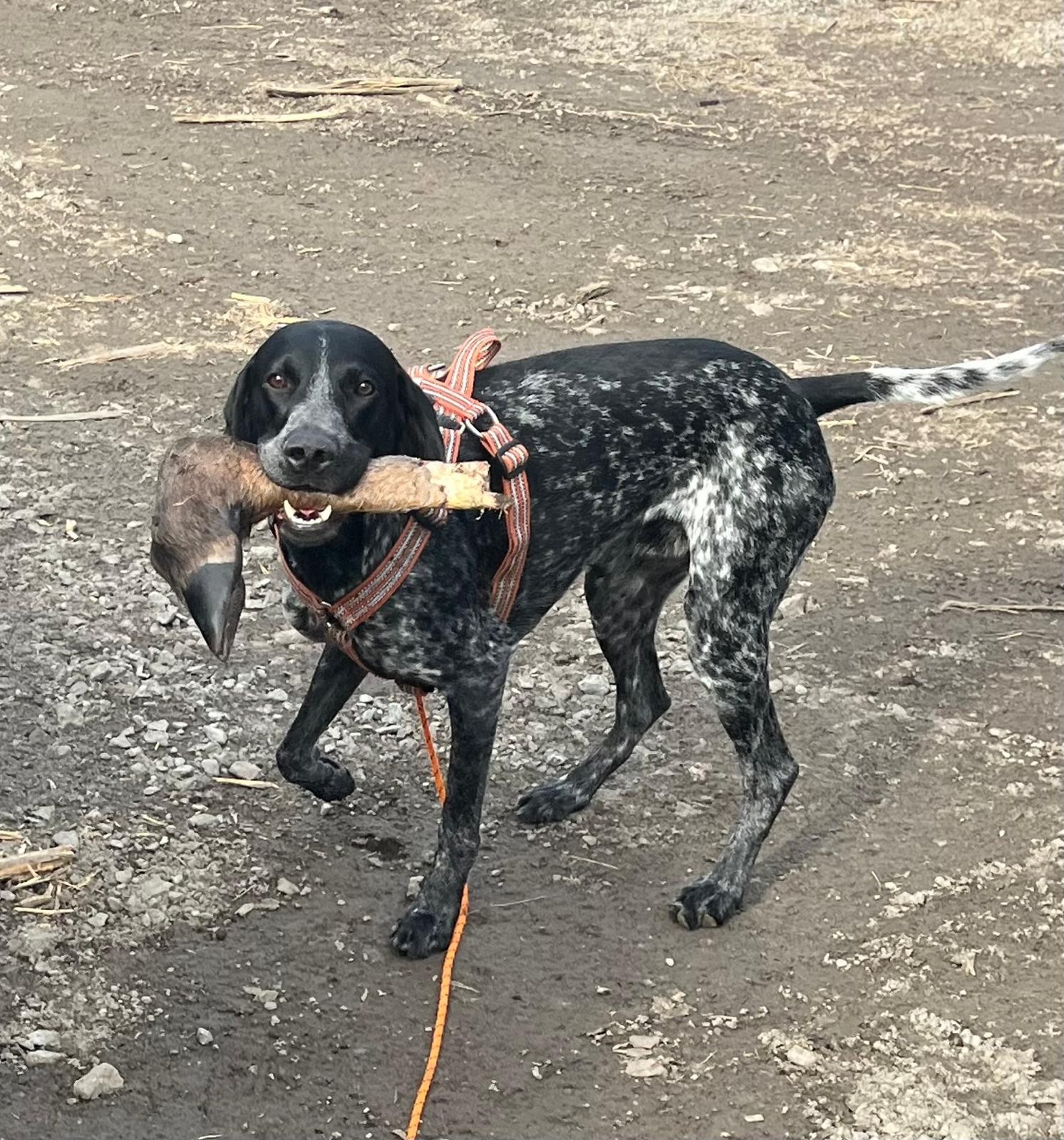 Klubbmästerskap i Viltspår den 10 maj! 