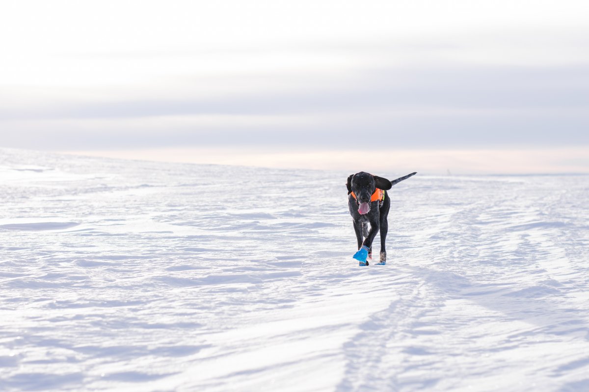 Fjällträning 15-16 mars samt 22-23 mars, nu söker vi gruppledare!