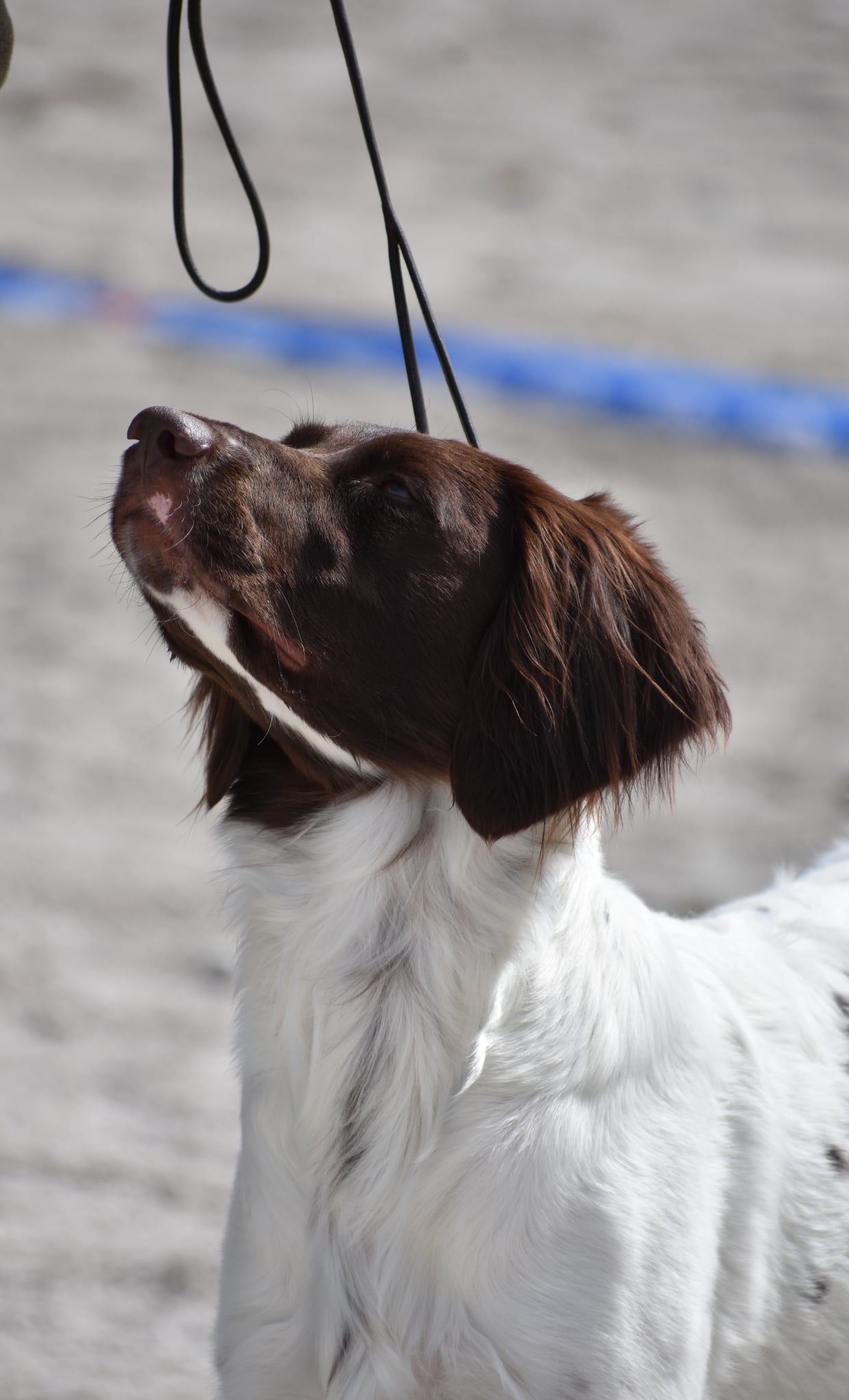 Jakthundsutställning 2026