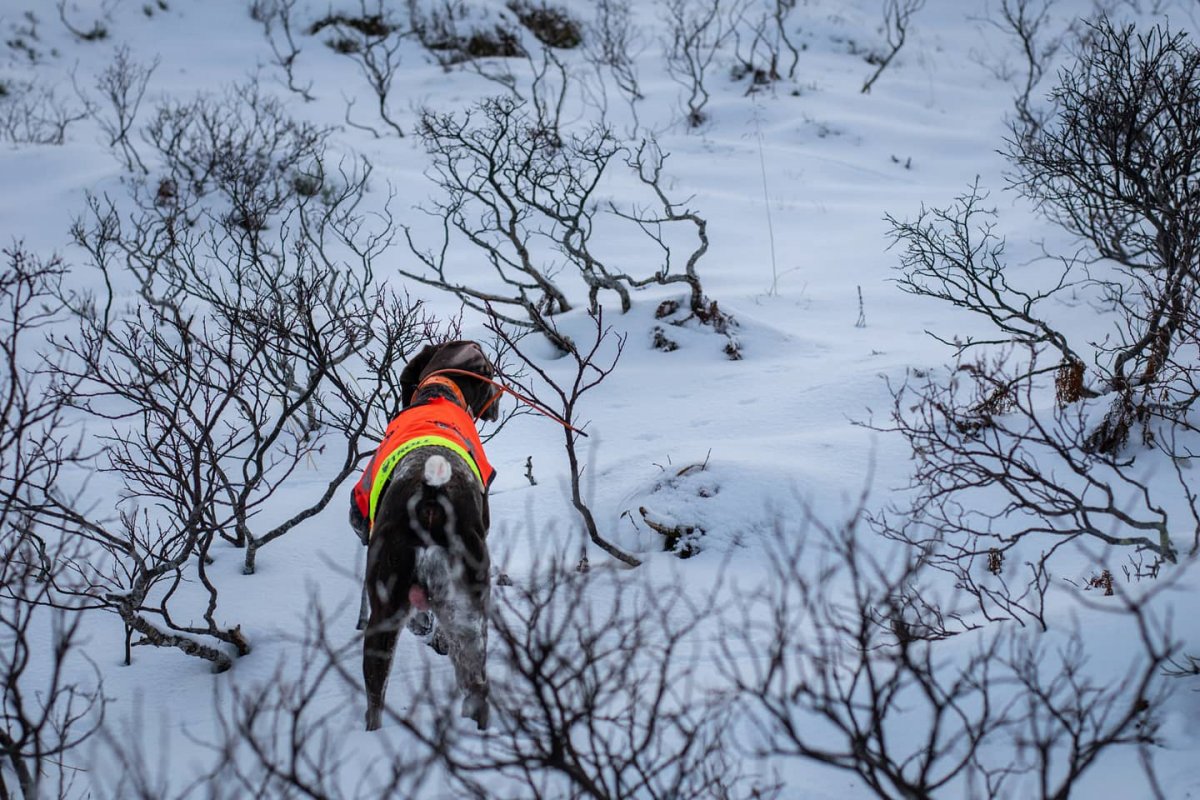 Fjällträning 21-22 mars