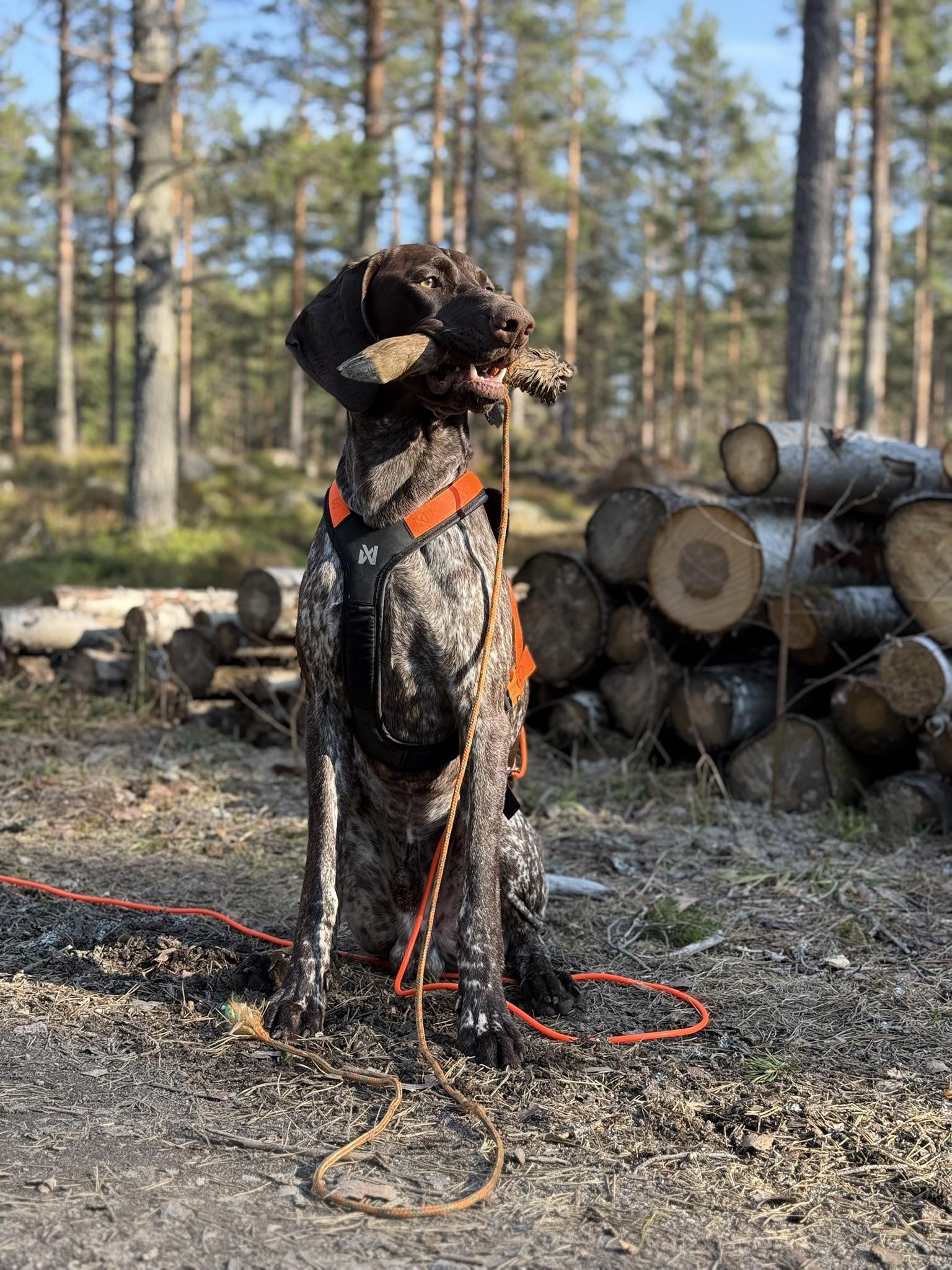 Välkommen till Viltspårprov!