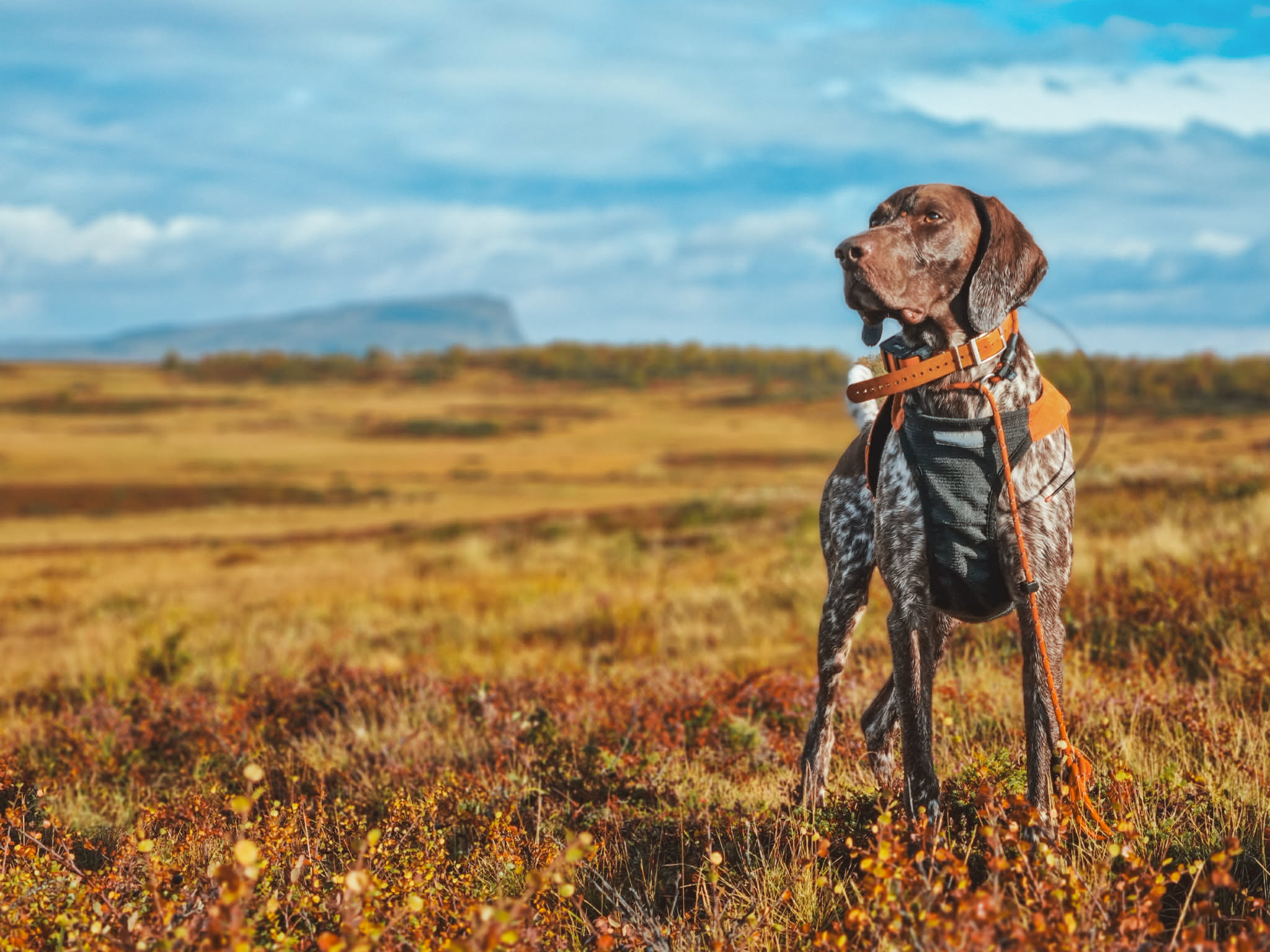 Fjällträning