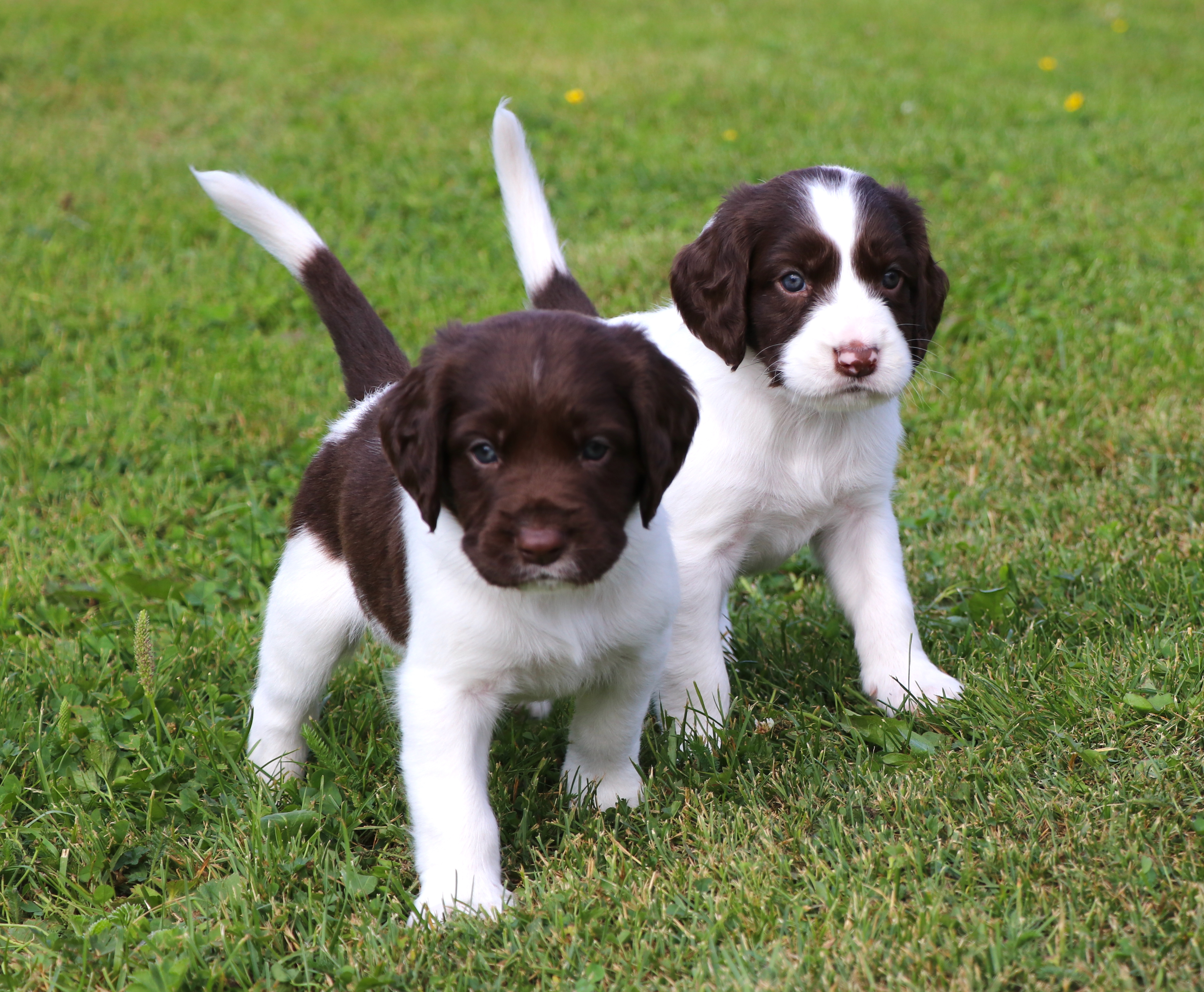 Föreläsning - Inkorsning för bättre genetisk variation