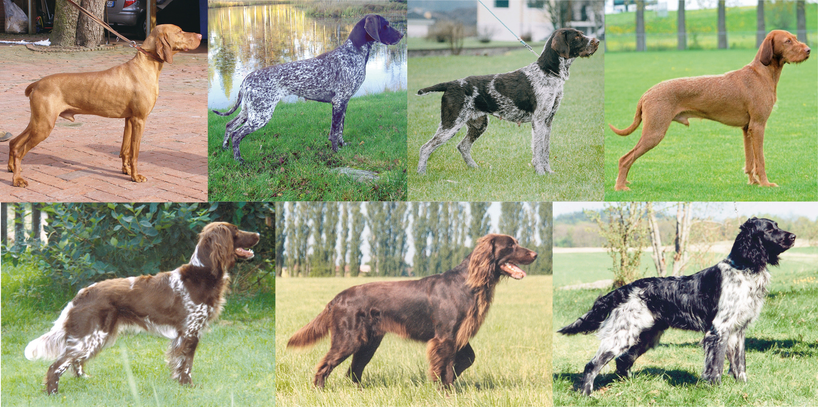 Avelskonferens 2026 - Hundavel i förändring