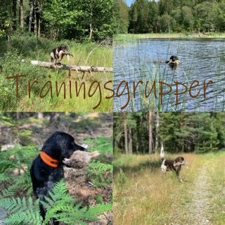 Träningsgrupper 2025