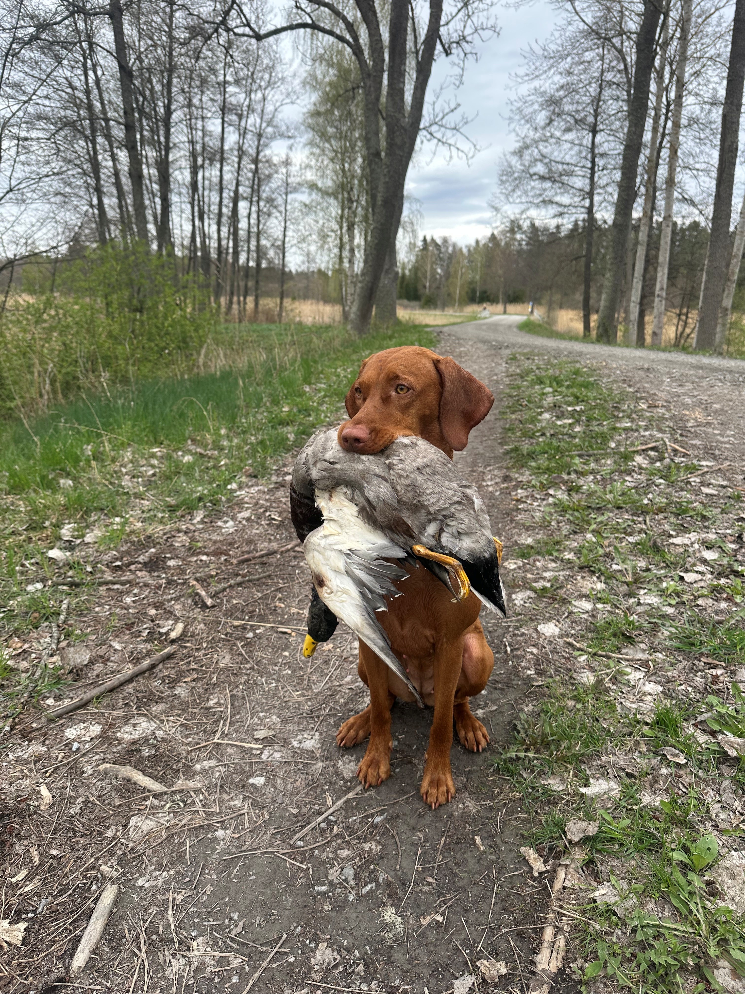 Dags för eftersöksträning!