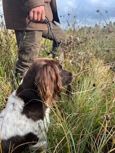 Gör inte hunden som du säger?