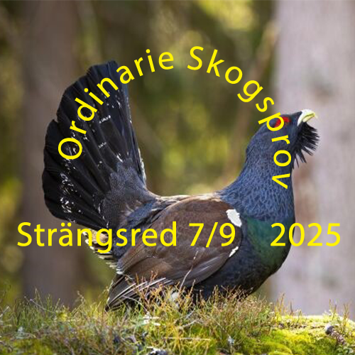 Ordinarie Skogsprov Strängsered  arrangeras Söndag 7/9 2025.