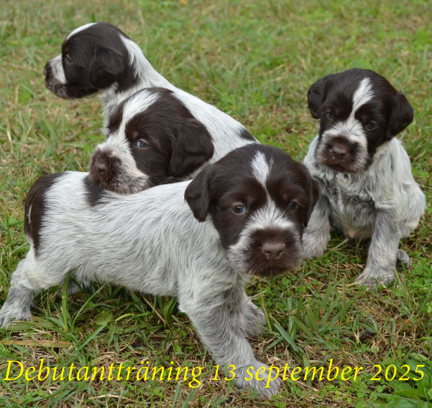 Debutantträning 13/9 2025