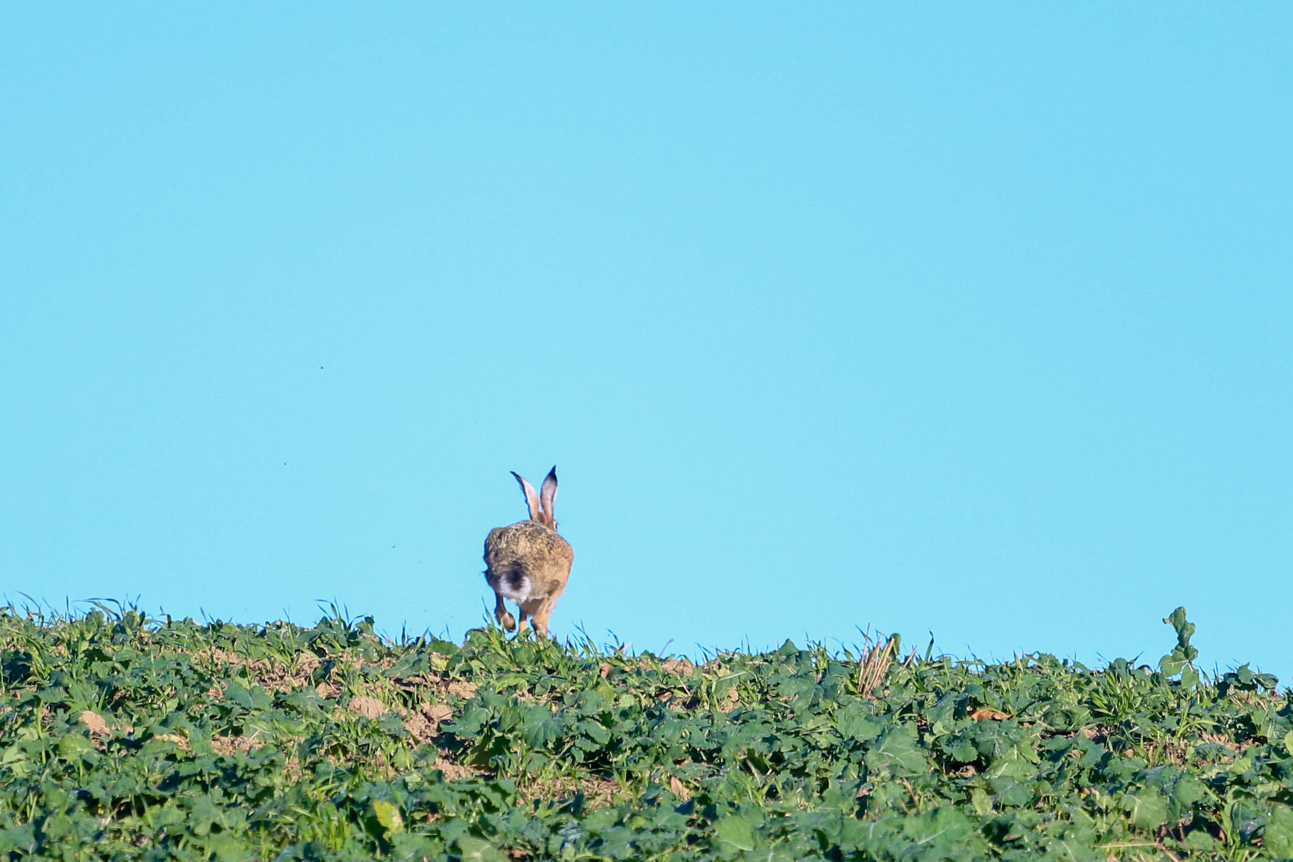 Vårproven 5 & 6 april